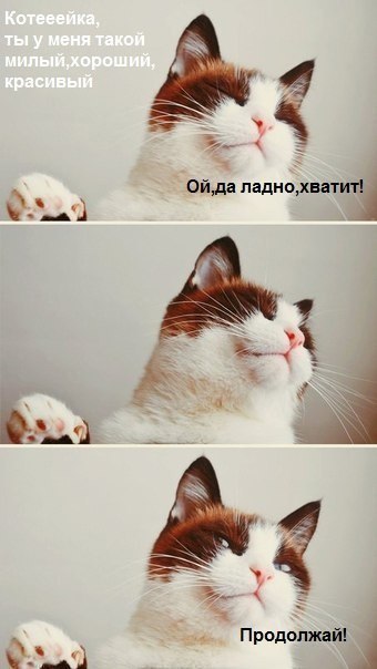 Красивые и профессиональные фото котов -IyEsOiQq0M